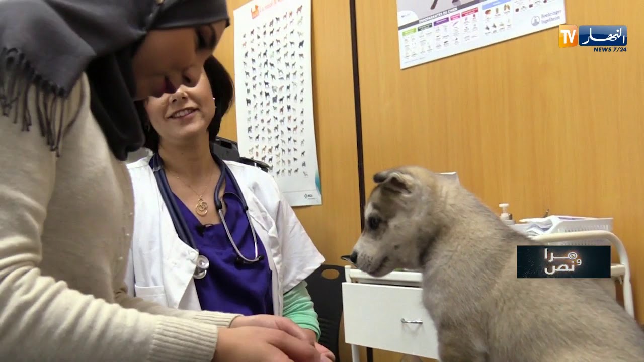 مرا ونص: آسيا بوفرساوي  طبيبة بيطرية مثال للمرأة الجزائرية المثابرة