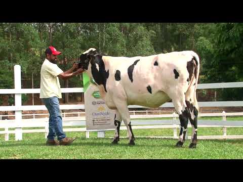 LOTE 10   2404BI   3º LEILÃO PROMESSAS DA MATA   DIA 27 DE MAIO   20HS   REMATEWEB