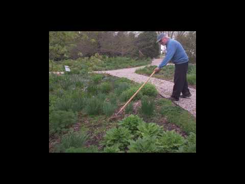 Видео: Cape Cod Weeder Tool: Советы по использованию Cape Cod Weeder в саду