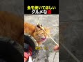飼い主を待ち続けて泣きそうになる猫