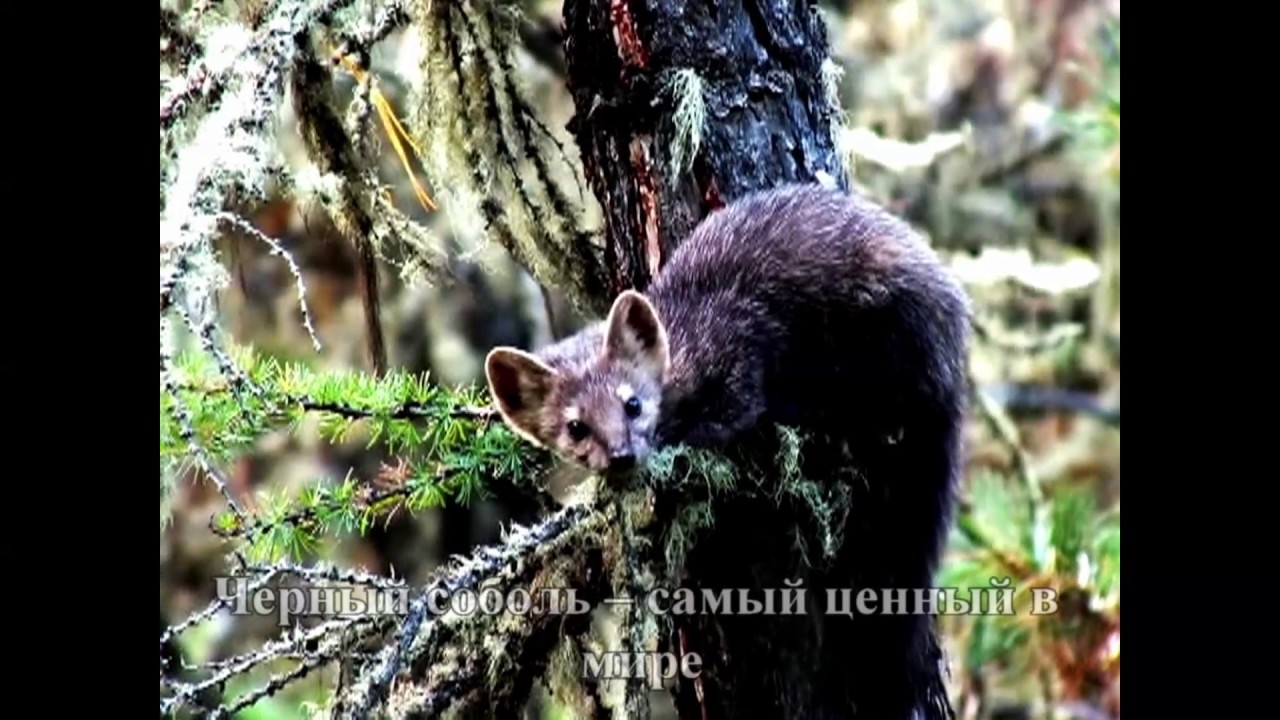 Фото Животных Алтайского