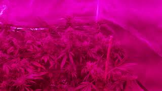 Harvest video part 2 of 3