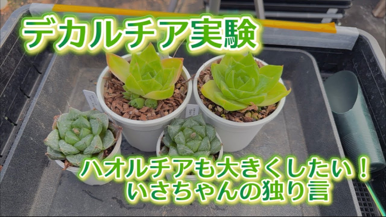 【ハオルチア】を大きく育てたい🔥デカルチア育成スタートじゃぁ〜✊✨【いさちゃんの独り言】