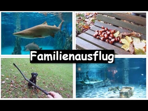 Video: Fisch 