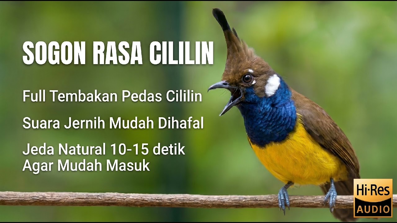 Masteran Sogon Full materi Tembakan pedas Cililin, Suara Jernih
