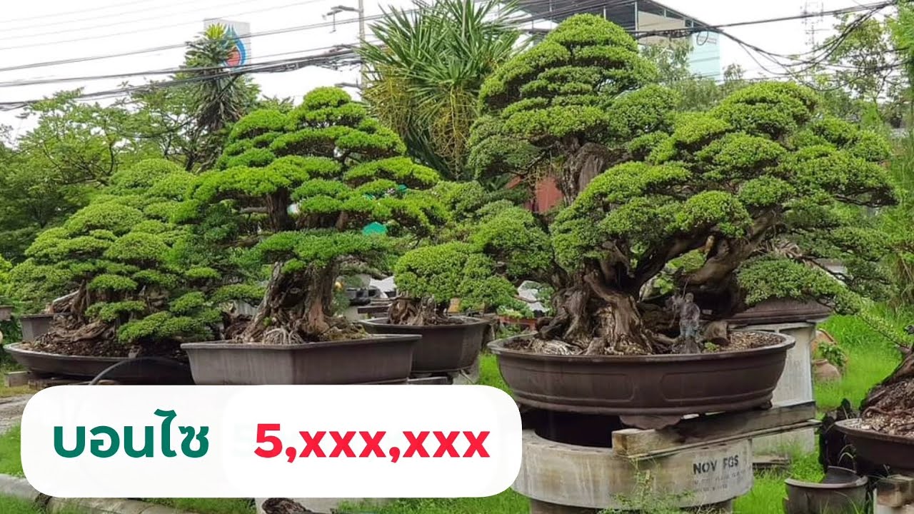 บอนไซหลักล้าน มีแต่ต้นอลังการงานสร้างอายุสร้างกว่ายี่สิบปี | I Love Bonsai