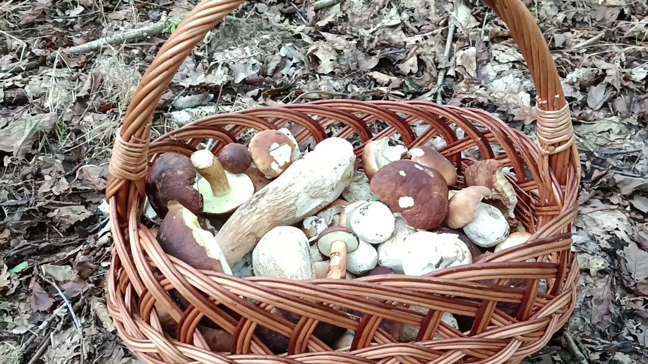 Cudowne małe prawdziwki !!!