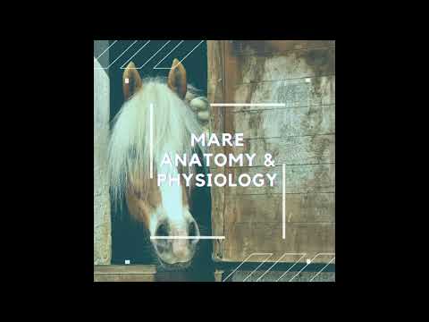 Mare Series: 2 Anatomy and Physiology