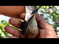 Trampeo chinitos con red#1 ,una experiencia y un reto de vida !!! Observación de aves !! ornitología