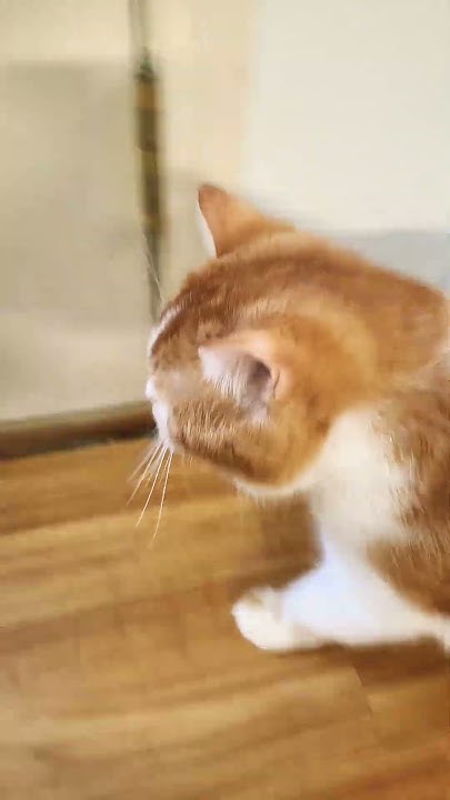 does-simba-have-a-best-friend-youtube