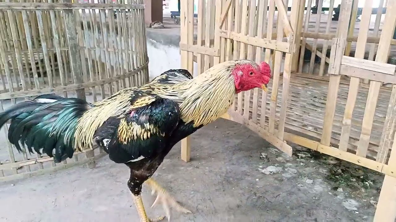 ternak ayam bangkok