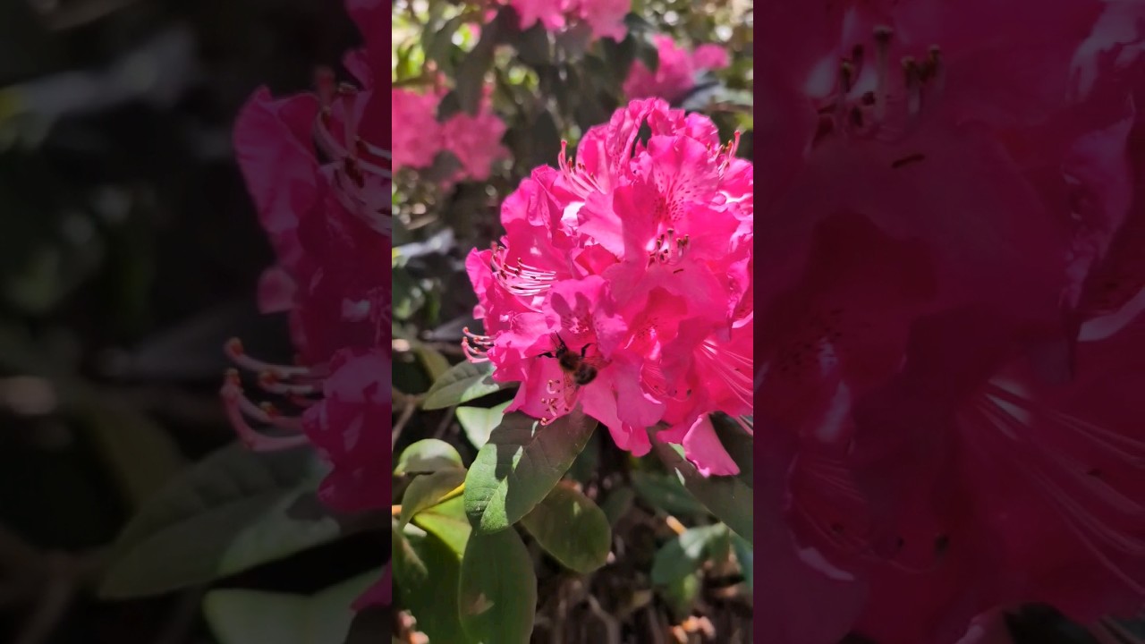 Bienen und Hummeln lieben Rhododendron im natrlich gehaltenen Exotengarten  - YouTube