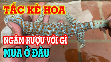 Tắc kè hoa - Tắc kè ngâm rượu - Cách ngâm rượu tắc kè - Mua tắc kè ở đâu