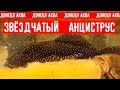 советы по разведению, Анциструс звездчатый, Ancistrus hoplogenys, Ancistrus魚, Ancistrus fish