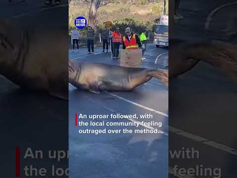 Workers defend methods used to remove popular seal | 9 News Australia