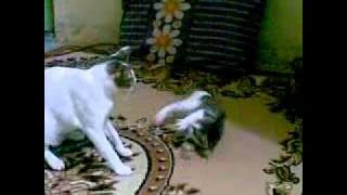 video lucu.mp4