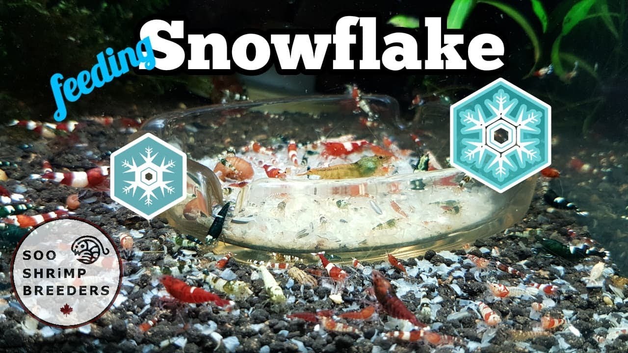 My Best Shrimp Food - YouTube