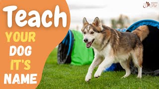 How to Teach Your Dog to Come When Called | Teaching Your Dog It's Name by Keeping Pet 46 views 11 months ago 4 minutes, 25 seconds