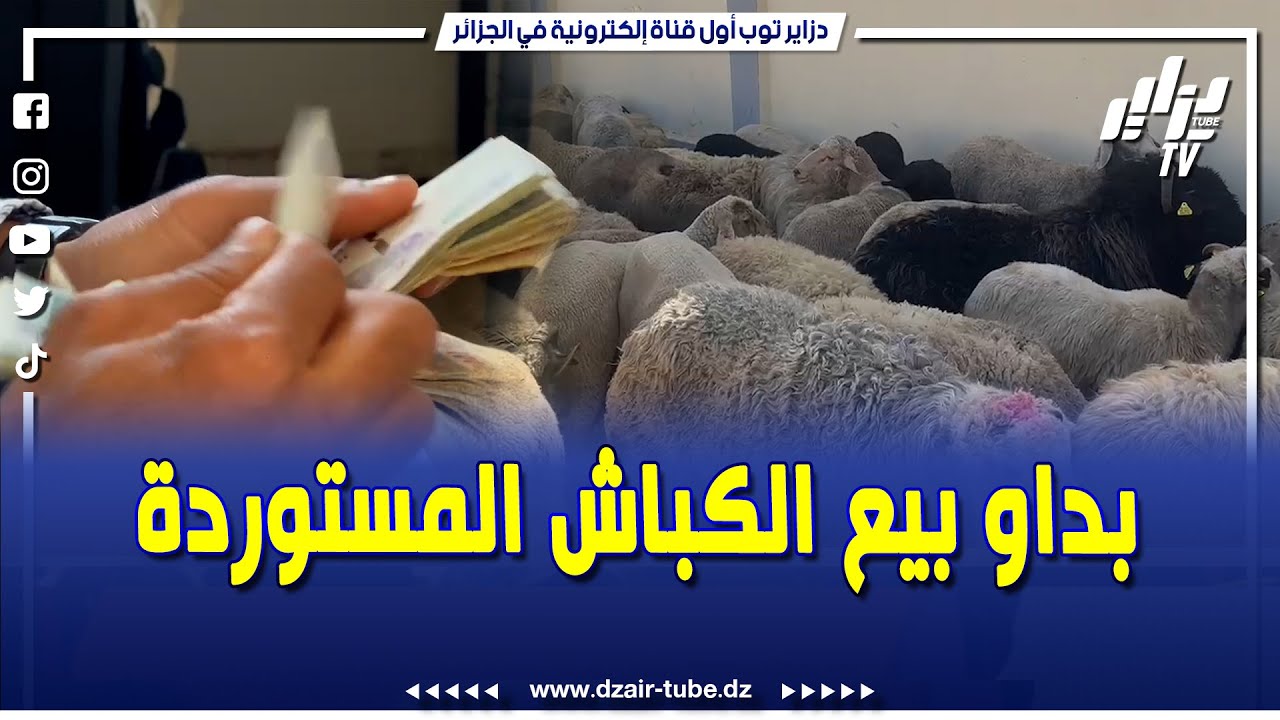 البيع بدون شروط ..و الكباش كلها بربع ملاين..هكذا كانت عملية بداية بيع الكباش المستوردة ببودواو