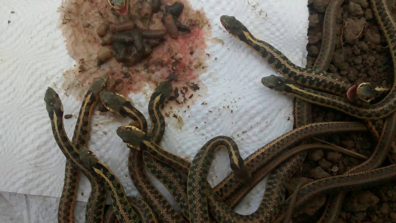 Garter snakes finishing off their worms. - YouTube