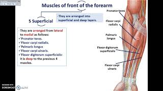 Overview of UL (10) - The Front of the Forearm - Dr. Ahmed Farid