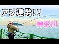 真冬の堤防でアジ連発!?釣れたお魚を計測した結果...【神奈川釣り】【2025.1】