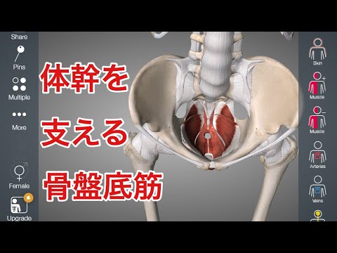 骨盤底筋の解剖学 場所 働き 体幹とのつながりを解説してみた Youtube 骨盤底筋の解剖学 場所 働き 体幹とのつながりを解説してみた Youtube