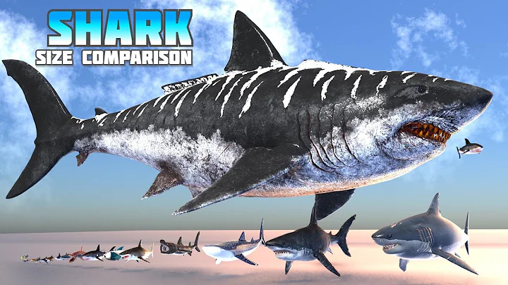 Shark Size Comparison: Megalodon vs. Great White!