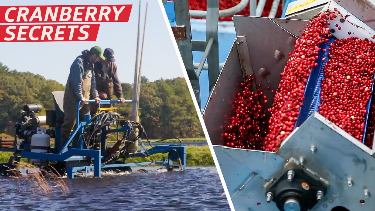 How Ocean Spray Harvests Two Billion Cranberries Every Year — Dan Does