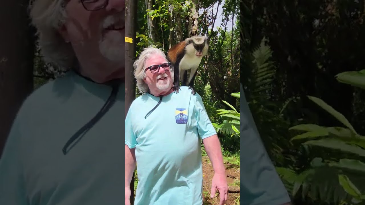 A Magical Mona Monkey Encounter in Grand Etang National Park