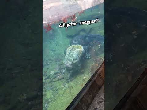 Alligator Snapper Vs Alligator