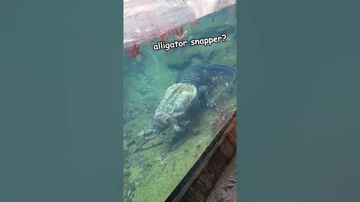 Alligator Snapper Vs Alligator - DayDayNews