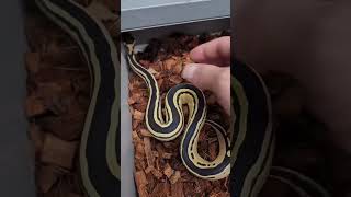 Ball Python Genetics Projects - Desert Ghost Tristripe