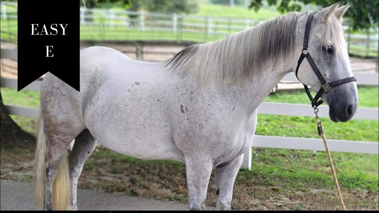 EASY E QUARTER HORSE SIDE PASS YouTube