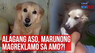 Alagang aso, marunong magreklamo sa amo?! | GMA Integrated Newsfeed