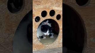 Baby Minnoş Kediler 4