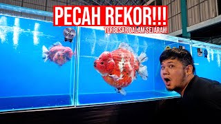 GILA!!! SUPER JUMBO TERBESAR SEPANJANG SEJARAH DUNIA GOLDFISH DAN PECAH REKOR