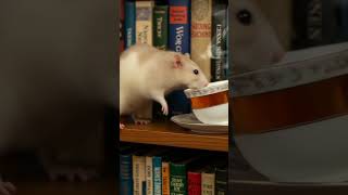 Oops! The Mouse vs The Teacup πβ Will It Break?' Oops! The Mouse vs The Teacup πβ Will It Break?'