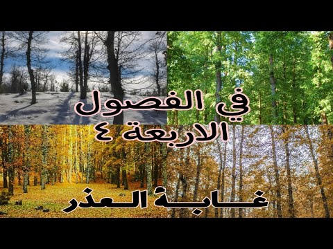 غابة العذر القموعة فنيدق عكار شمال لبنان في الفصول الأربعة شتاء خريف صيف ربيع   