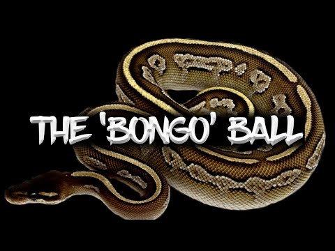 the-'bongo'-ball-python-morph