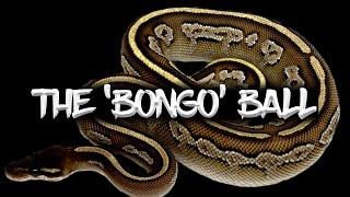 The 'Bongo' Ball Python Morph Profile