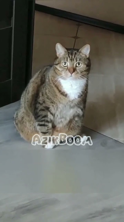 Ochiq mushuk va oyoqlarni paypoqda Ochiq mushuk va oyoqlarni paypoqda