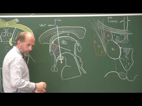 Cerveau 2 : hypothalamus, hypophyse (cours DFGSM 2)