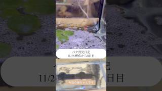 【ベタ育児日記 11/28 孵化から8日目】グラビアアイドルの和地つかさです。大好きなたろちゃん(ベタ)の遺伝子を残すべく奮闘中！嫁ベタちゃんのオス化、、だれか教えてください🙇‍♀️ #ベタ繁殖