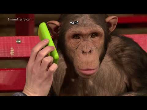 Chimpanzee Does Magic To Get Peanut