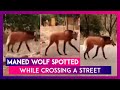 Maned Wolf spotted while crossing a street; Viral video leaves internet amazed