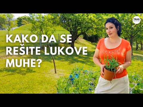 Video: Da li se trave oprašuju vjetrom?