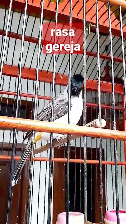 Suara burung kutilang isian burung gereja