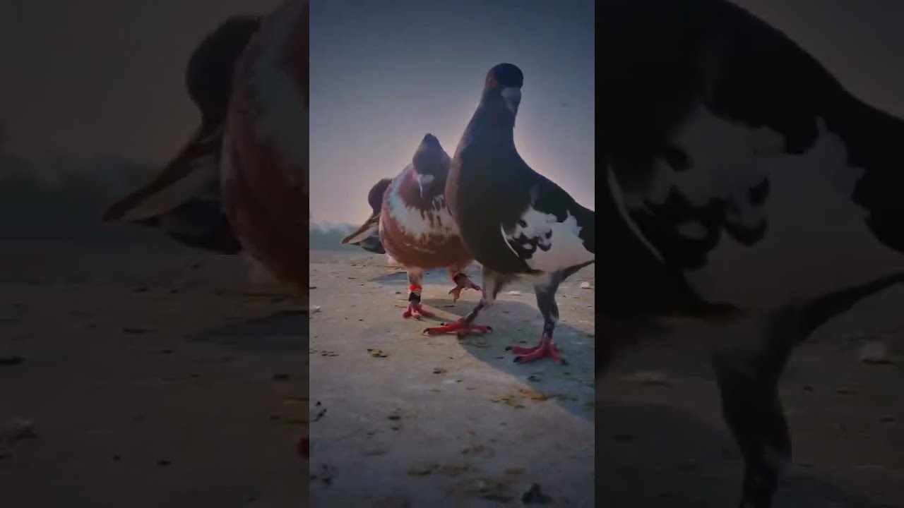 Shahzada fighter  birds  pigeon  sheraziloft  viralvideo  ytshorts  shirazi  bird  sherazipigeons