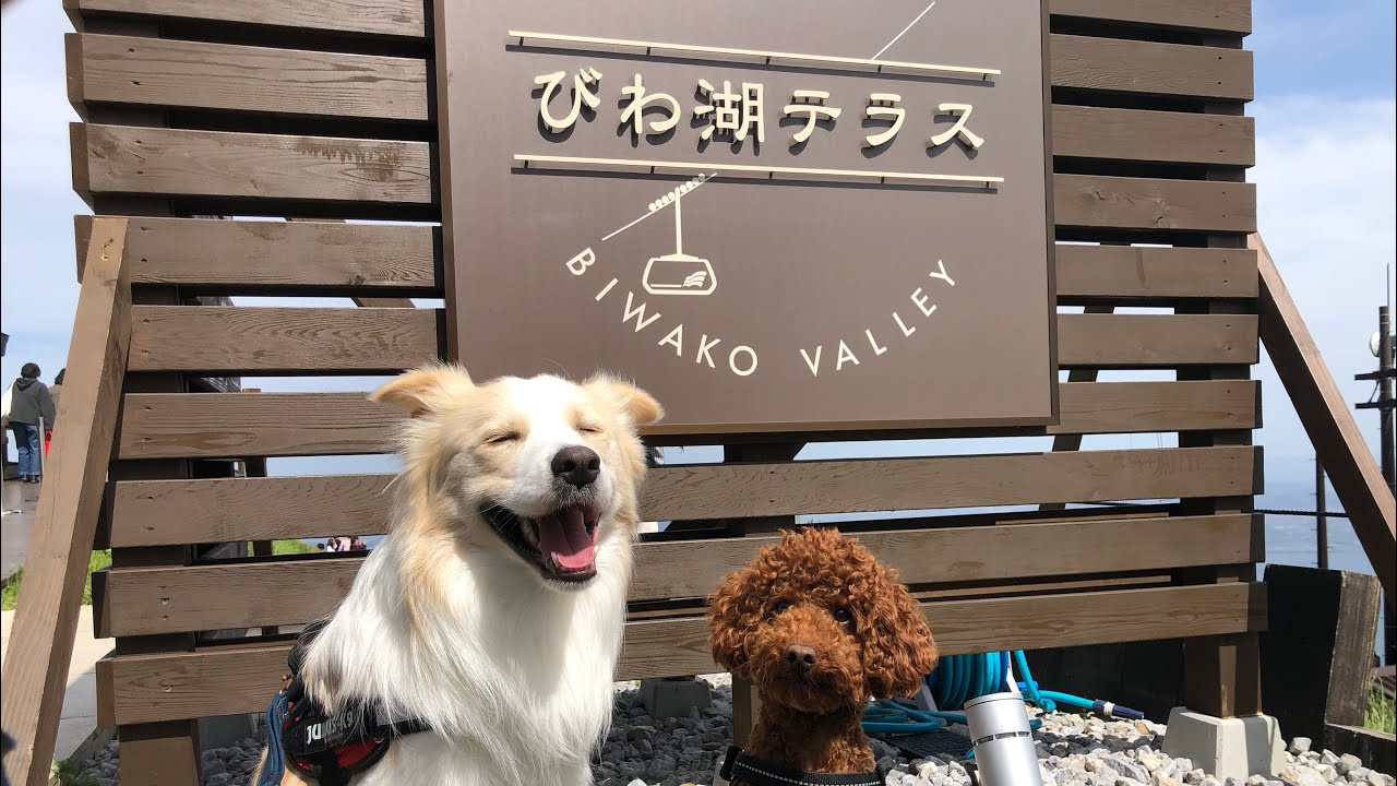 犬と一緒にお出掛け🚗in 琵琶湖バレイ【前編】